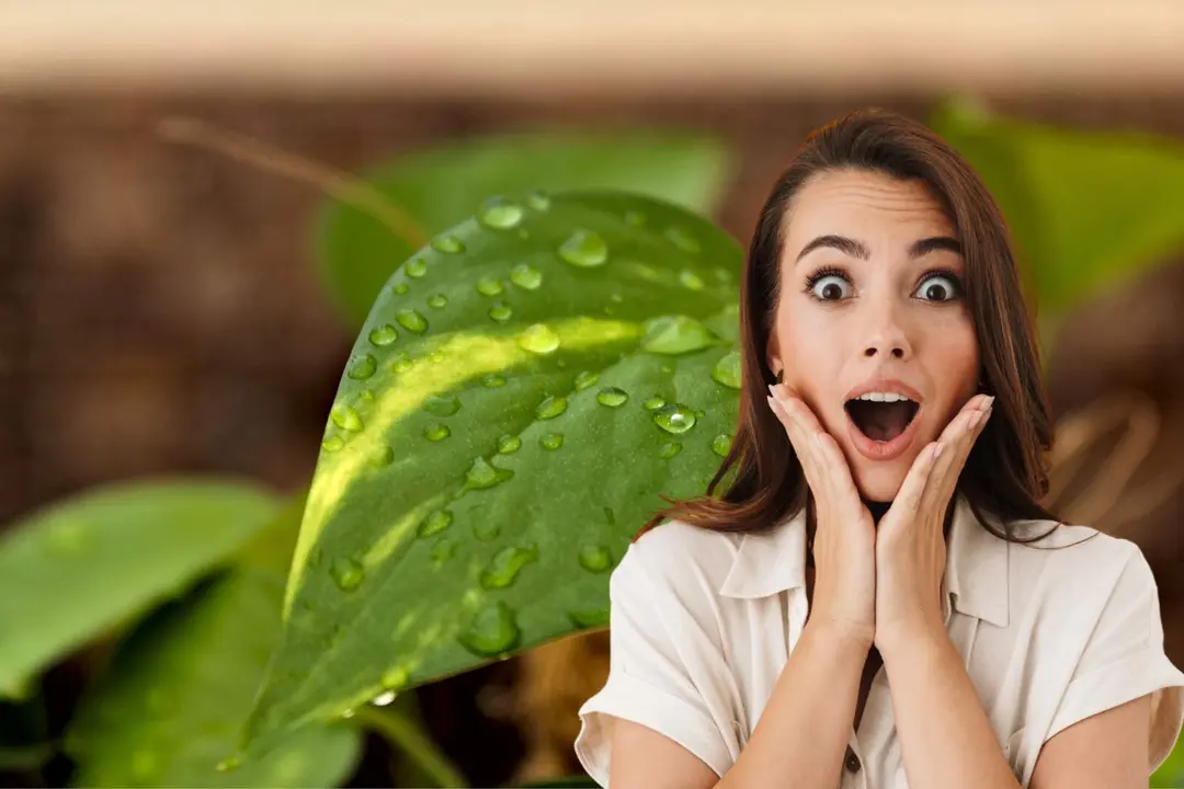 Los beneficios de tener esta planta en casa