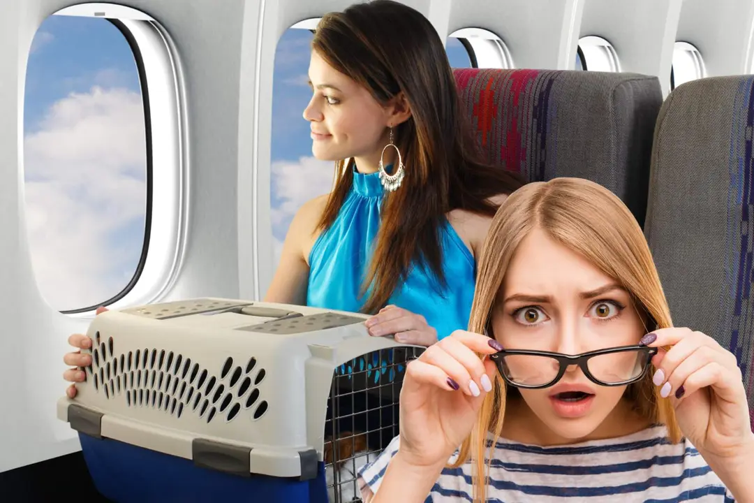 Nuevas reglas para viajar con tu mascota