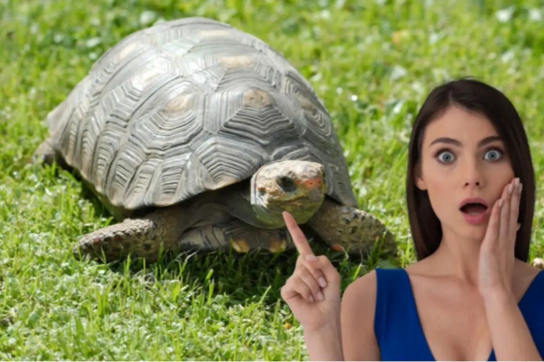 El mayor descubrimiento de un nido de tortugas