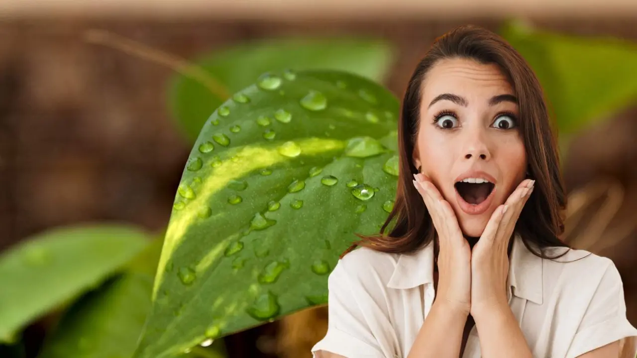 Los beneficios de tener esta planta en casa