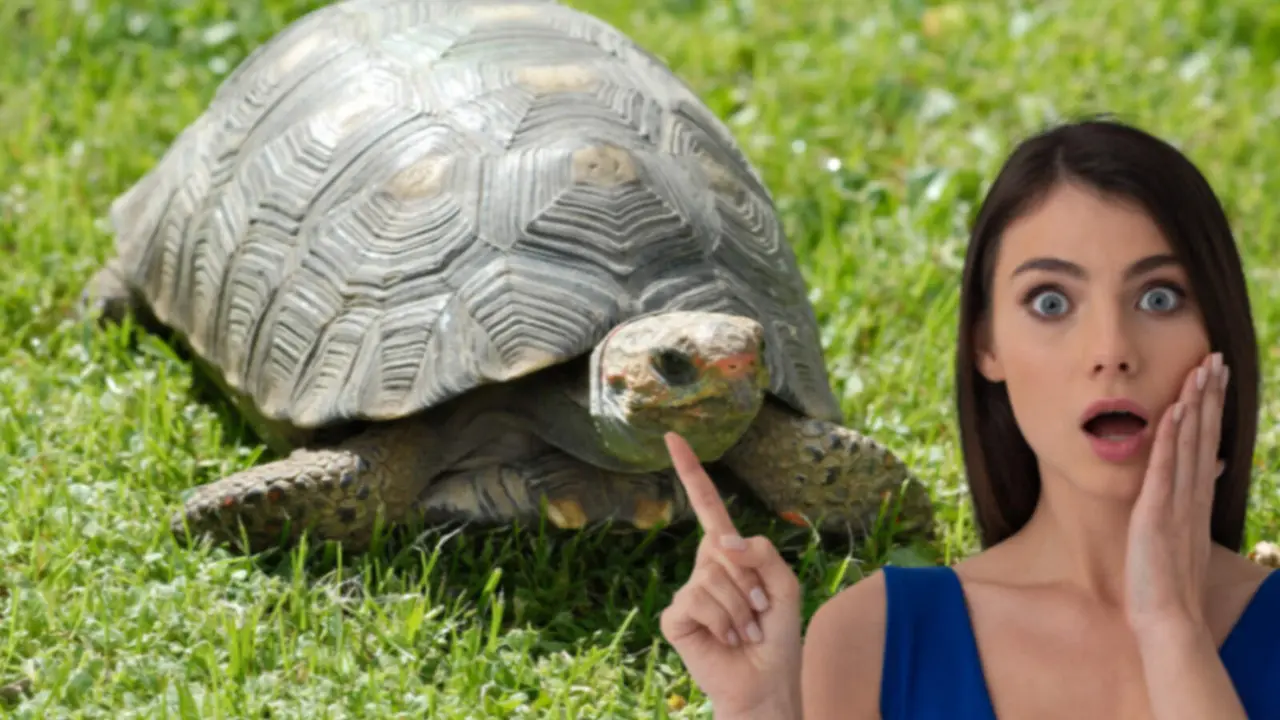 El mayor descubrimiento de un nido de tortugas